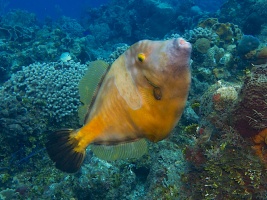 Whitespot Filefish IMG 4471